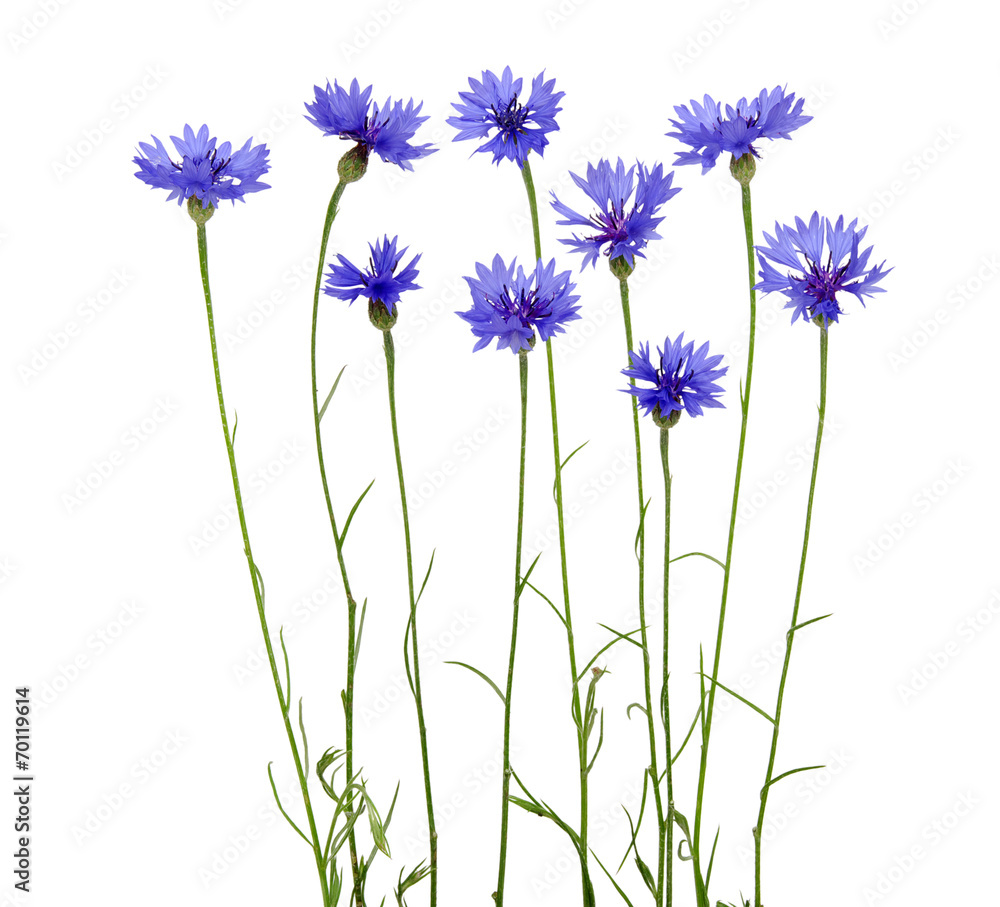 blue cornflower