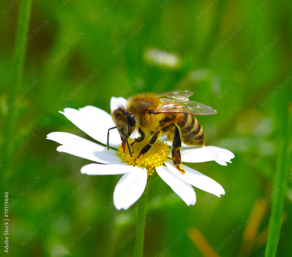 Bee on flower