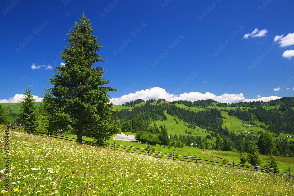 夏日田野繁花似锦，夏日风景秀丽