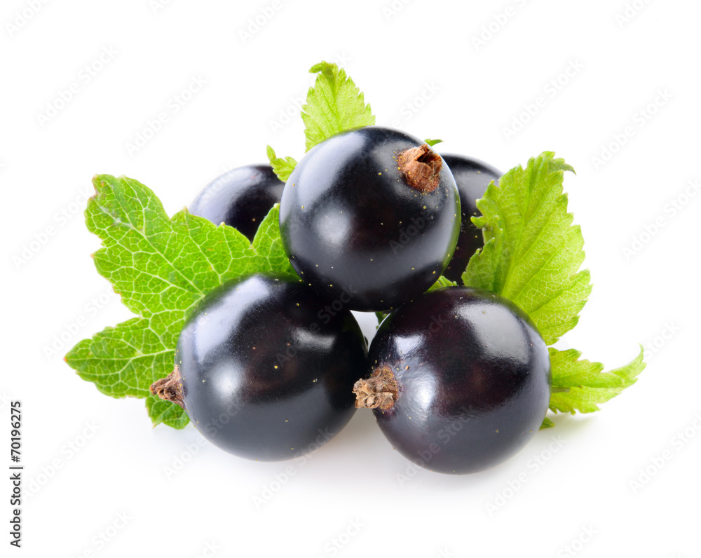 Black currant with leaves isolated