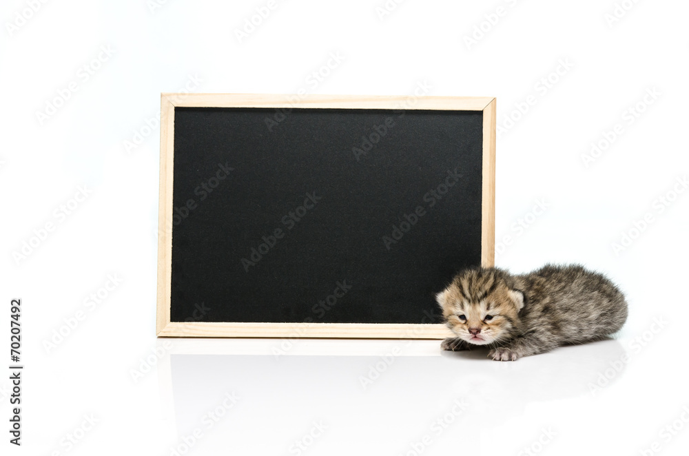 Tabby kitten with black board on white background