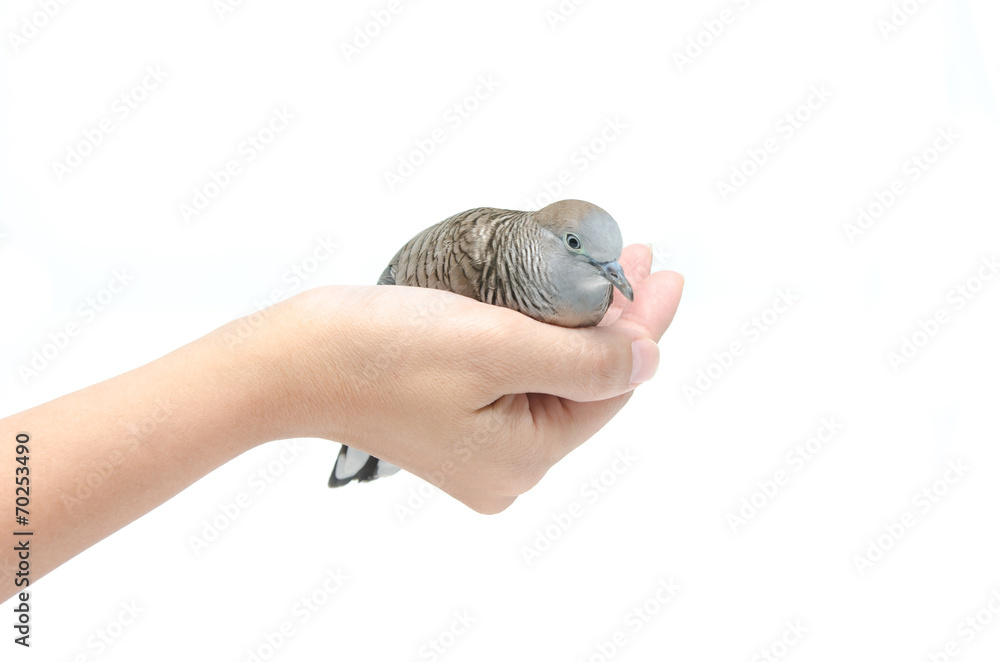 Dove on female hand white background