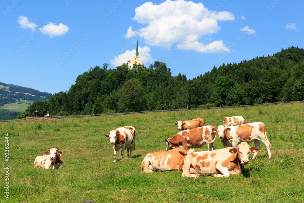 Kühe in den Alpen mit Kirche im Hintergrund