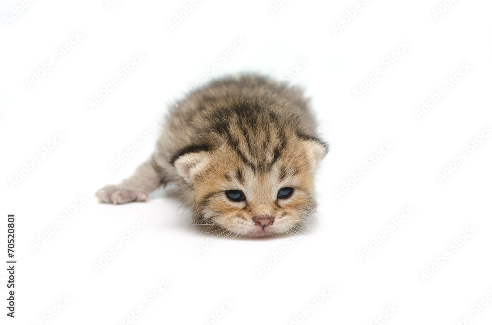 Newborn tabby kitten on white background