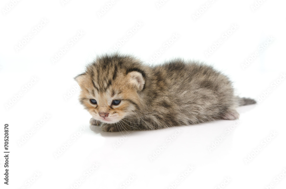 Newborn tabby kitten on white background