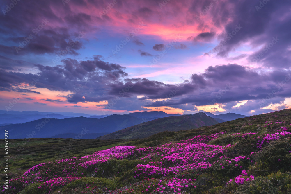 杜鹃花