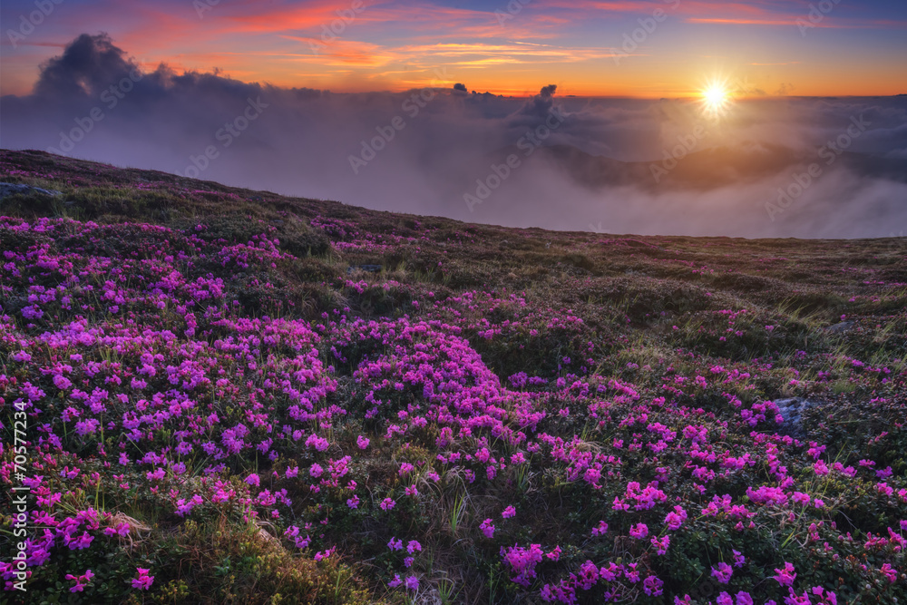 杜鹃花