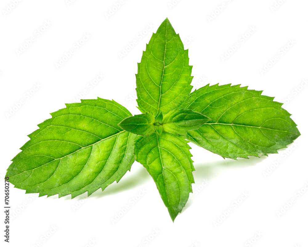 Fresh mint i