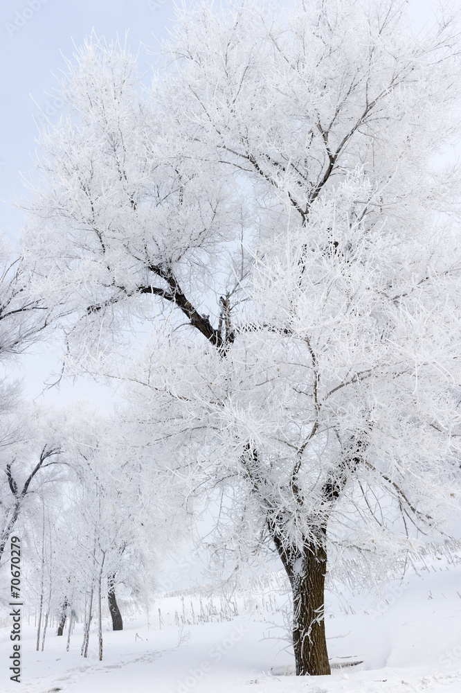 霜中树木，雪中景观