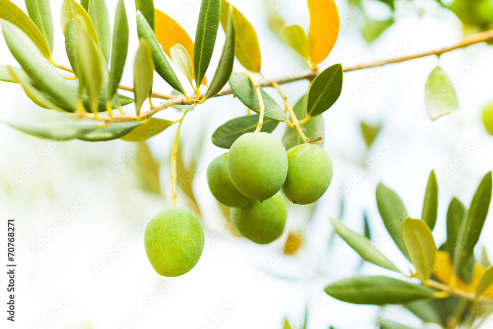 Olives on the tree branch