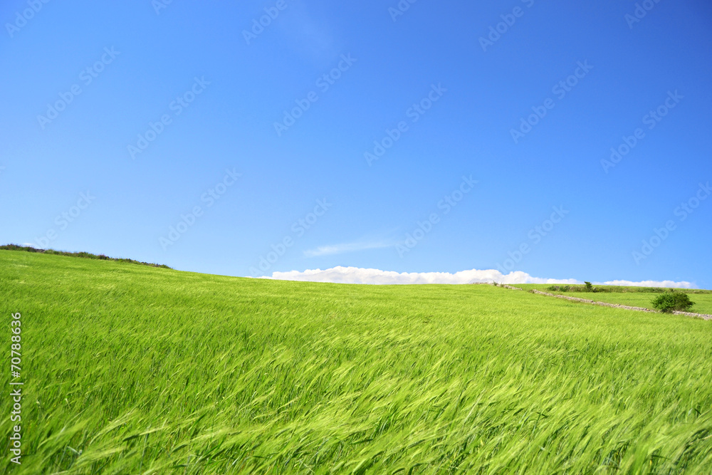 Prato verde con cielo azzurro - pianeta verde