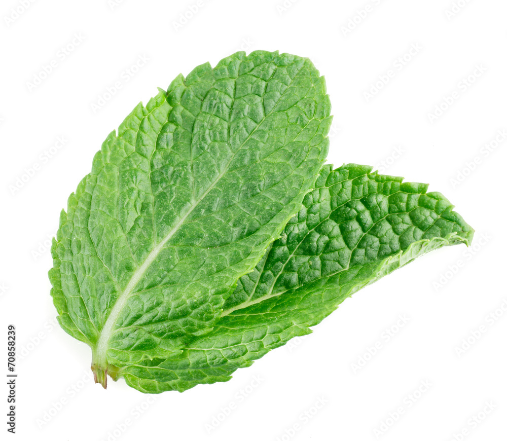 Mint isolated on white