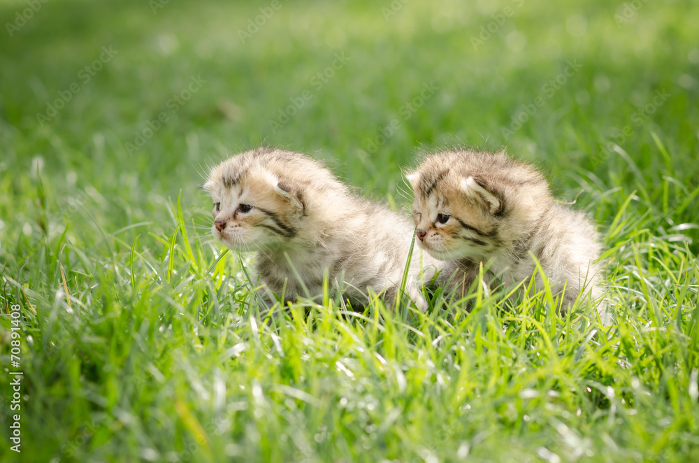 绿色草地上的小斑猫