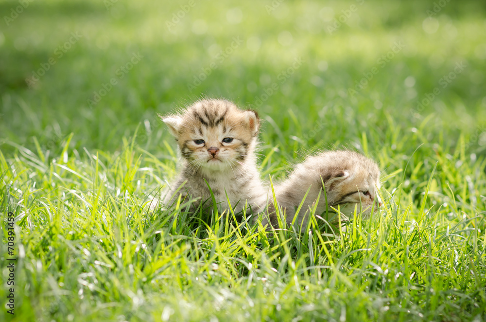 Little tabby kitten ongreen grass