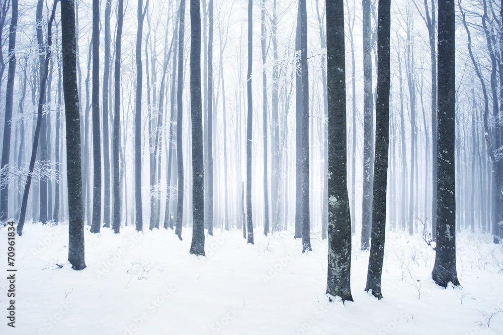 冬季雪地森林场景