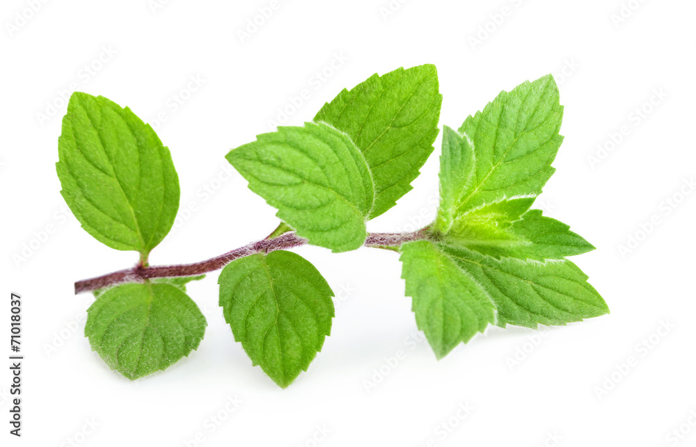 mint leaves isolated