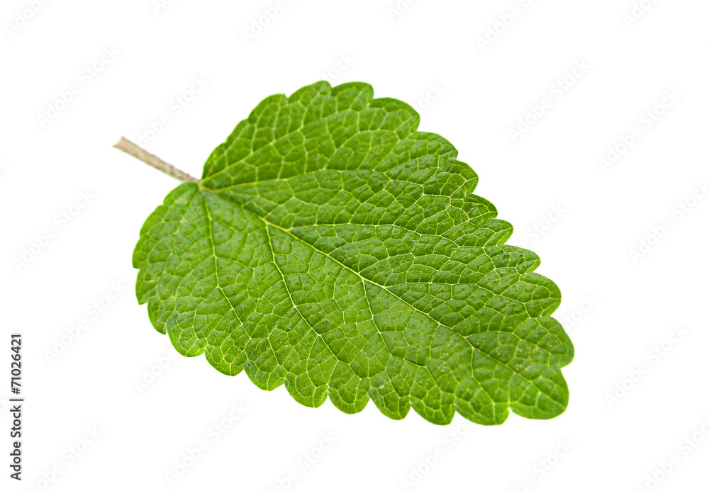 Lemon melissa leaf