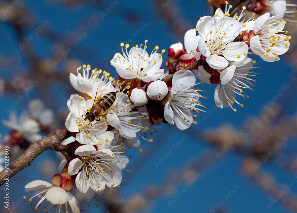 Apricot tree blossom