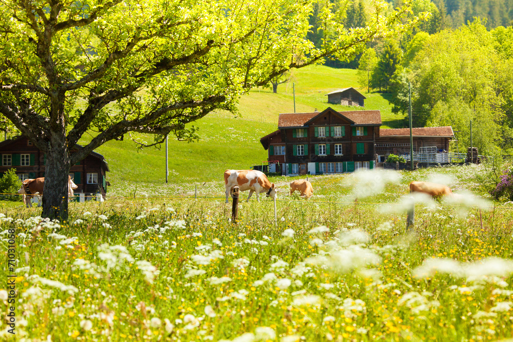 Switzerland background