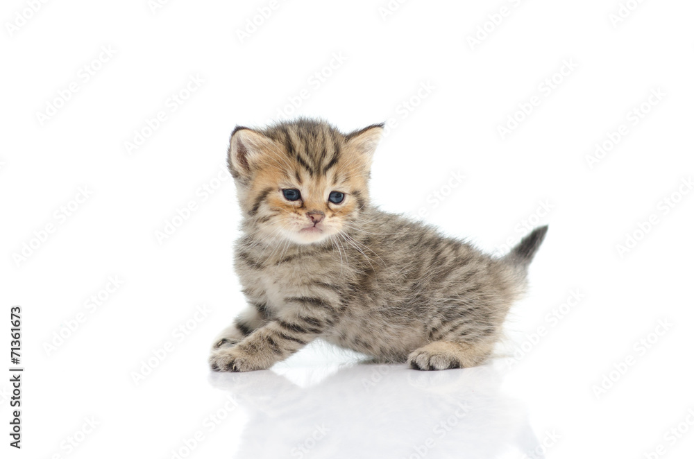 Cute tabby kitten  on white background