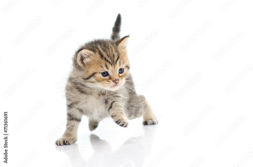 Cute tabby kitten  on white background