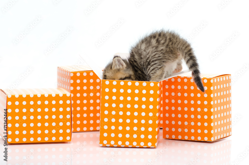 Cute tabby kitten in orange polka dot box on white background