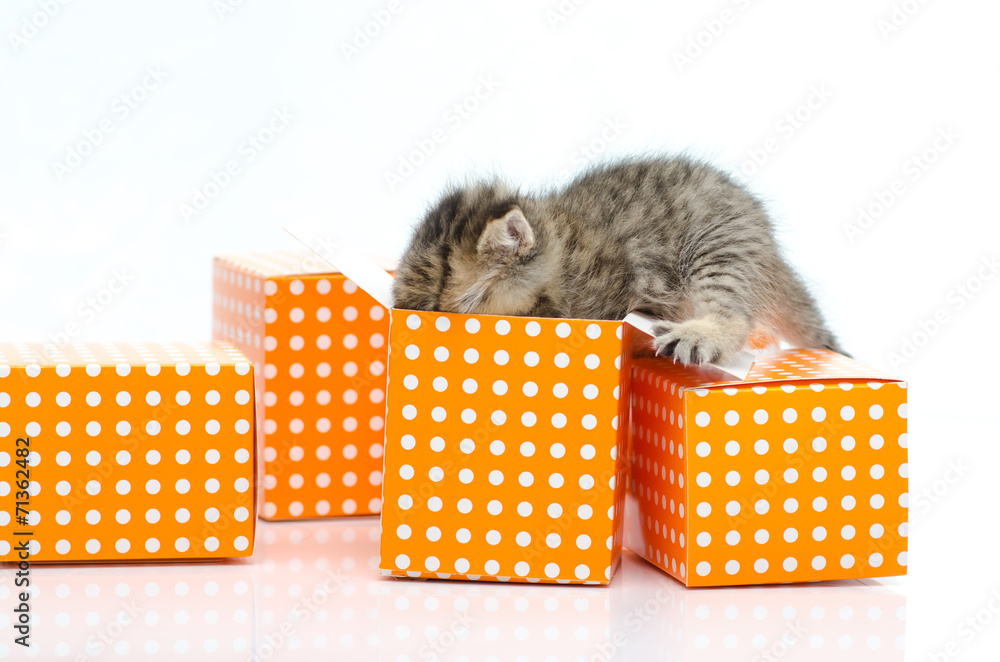 Cute tabby kitten in orange polka dot box on white background