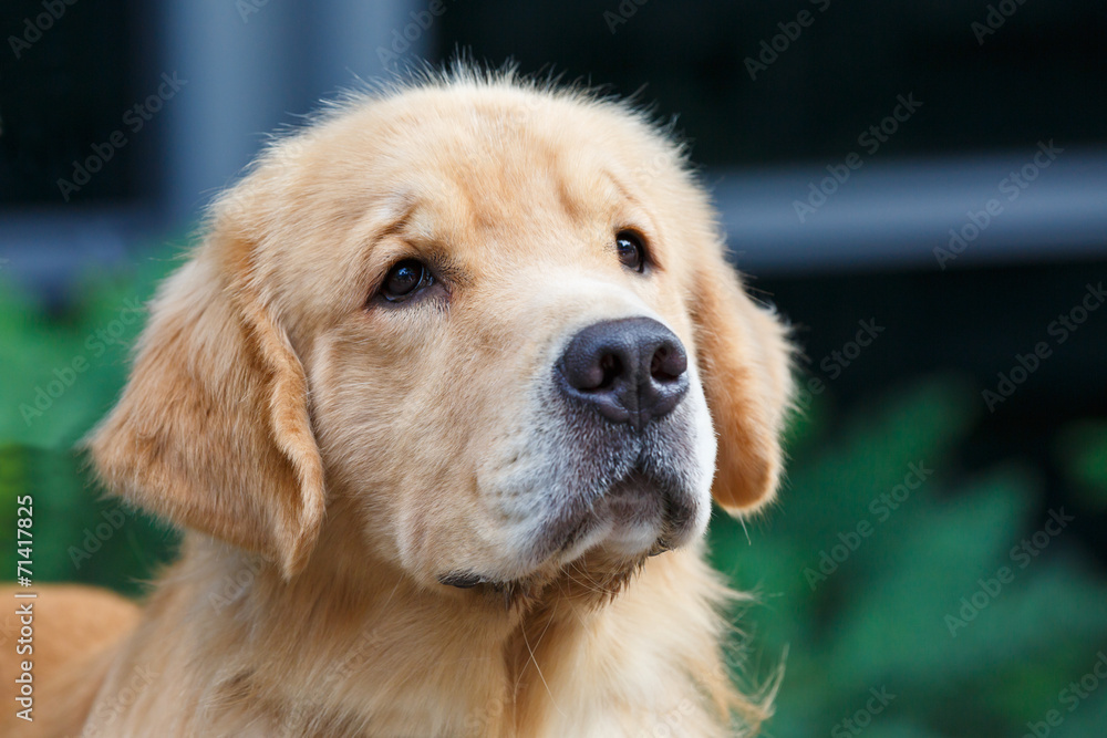 Yellow adult golden retriever