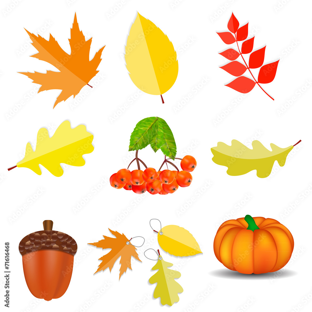 Shiny Autumn Natural Icons  Vector Illustration