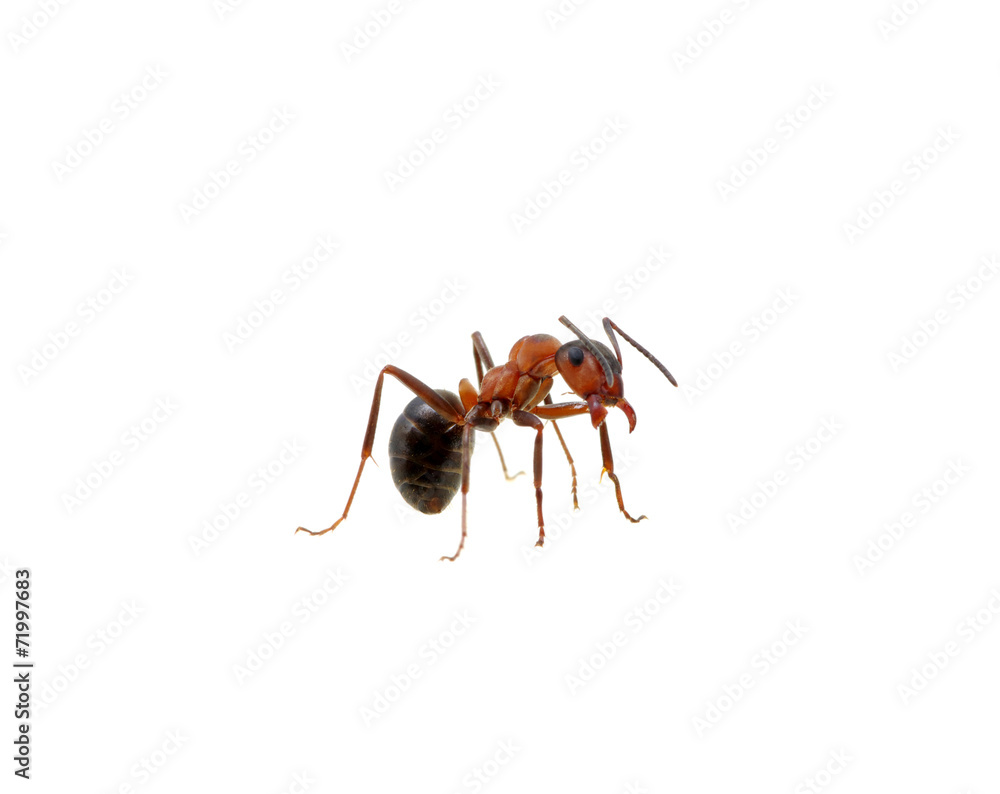 Ant on white