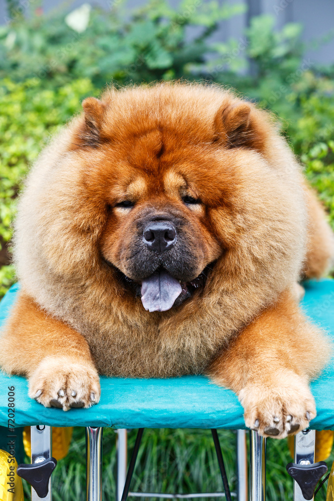 棕色松狮犬特写