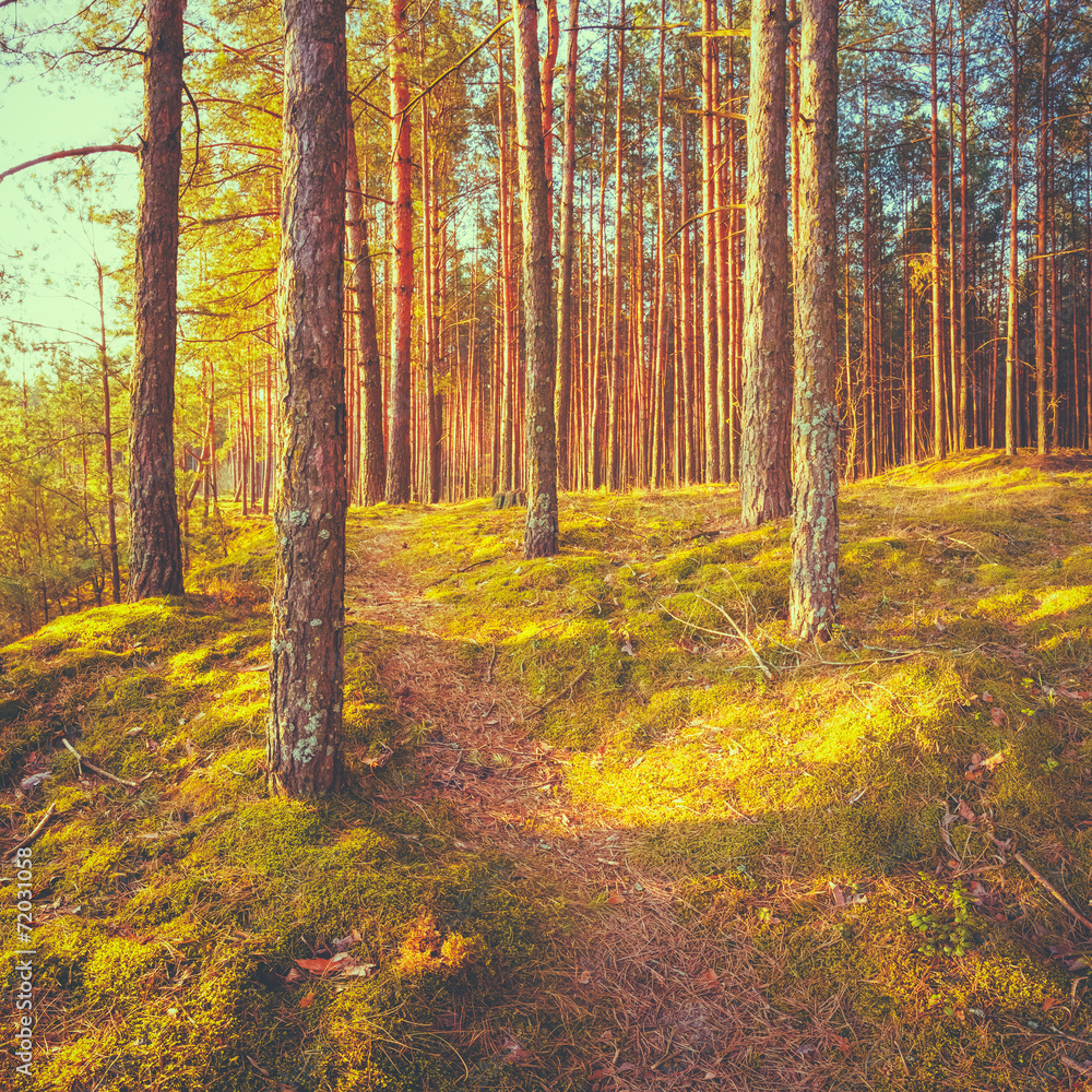 Sunset In Autumn Forest