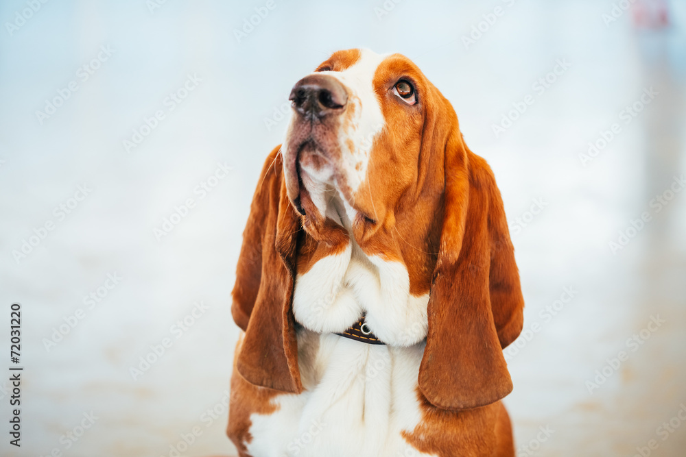 White And Brown Basset Hound Dog Close Up Portrait