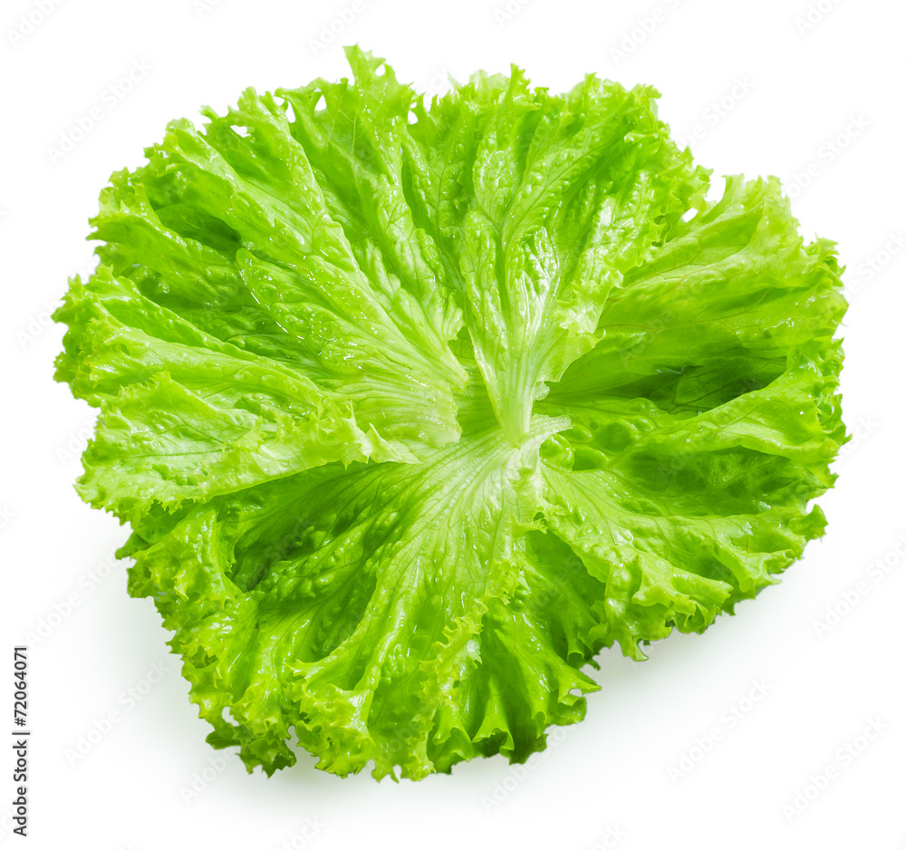 Salad. Lettuce isolated on white background