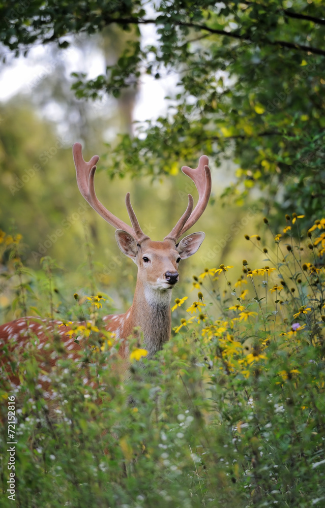 Whitetail Deer