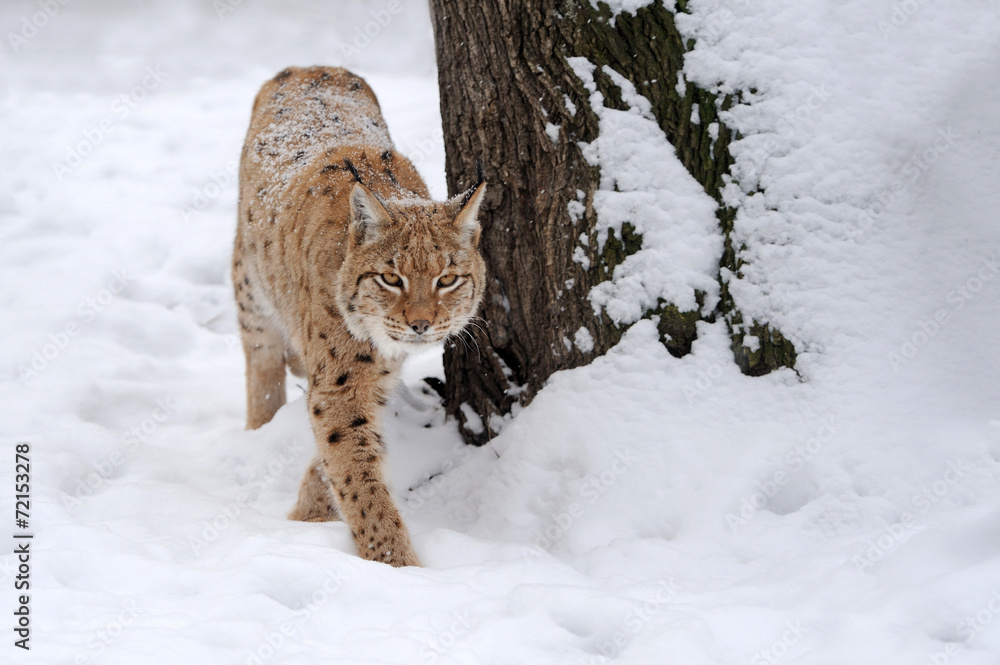 Lynx in winter