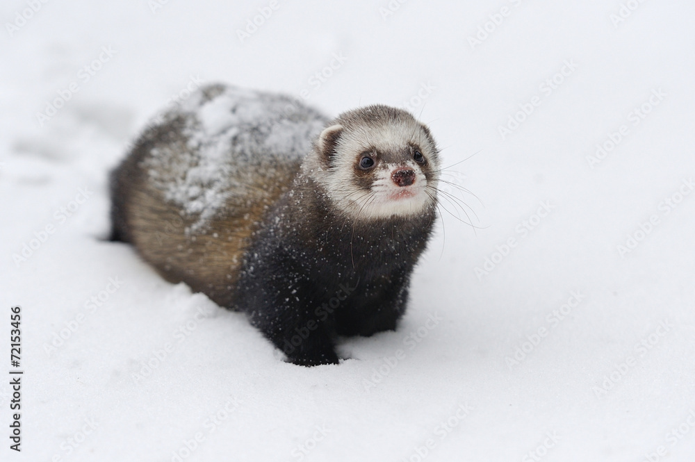 Wild ferret in snow