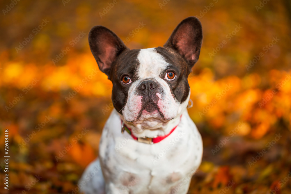 秋天风景中的法国斗牛犬肖像