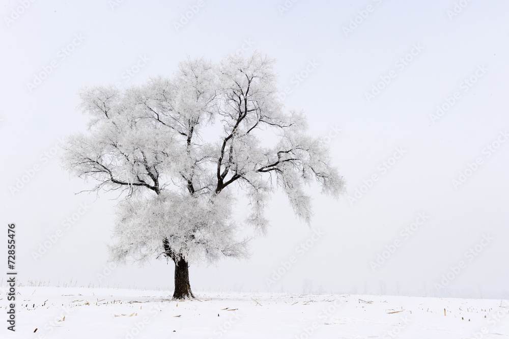 霜冻中的树木和蓝天下的雪中景观