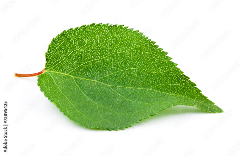 Apricot leaа isolated on white background