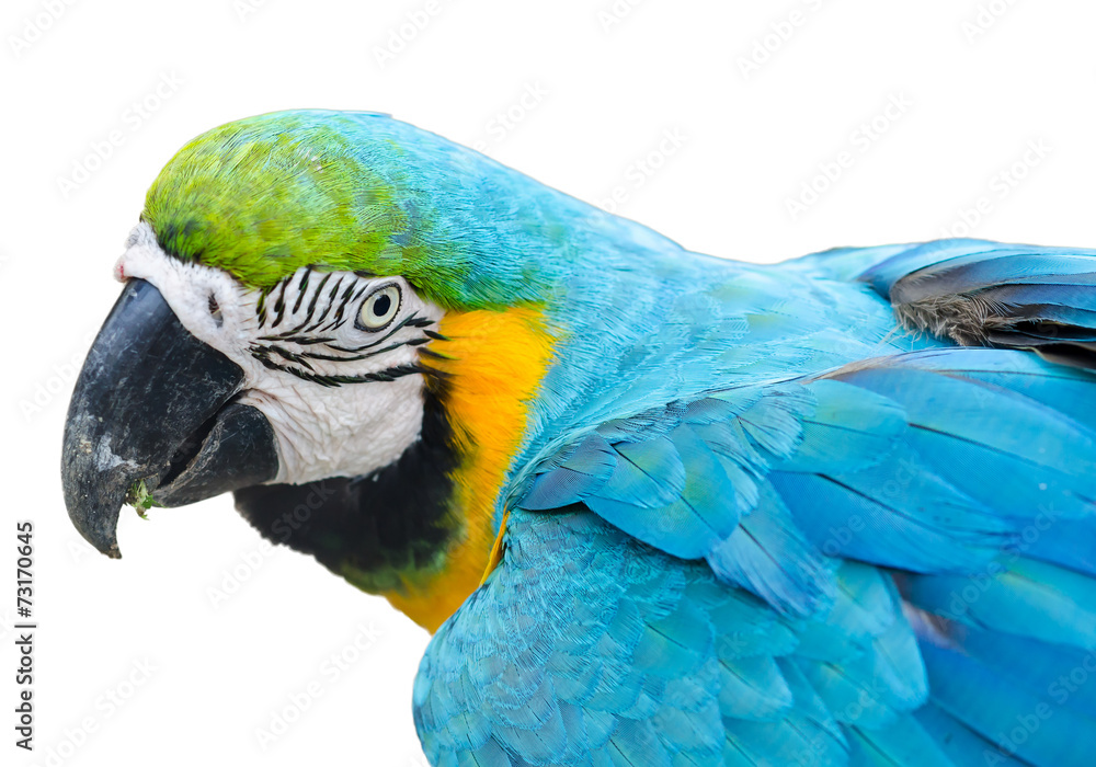 colorful parrot isolated