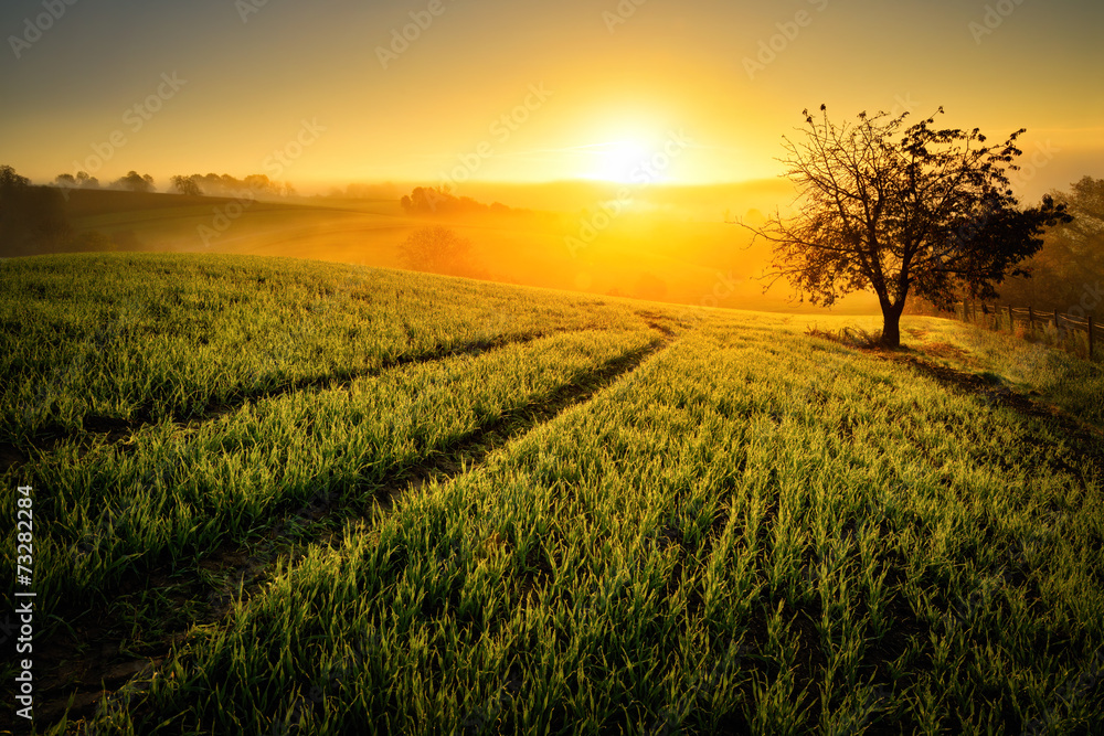 Ländliche Idylle im goldenen Licht