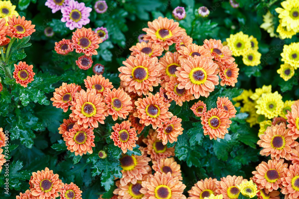 beautiful Chrysanthemums bloom in the garden