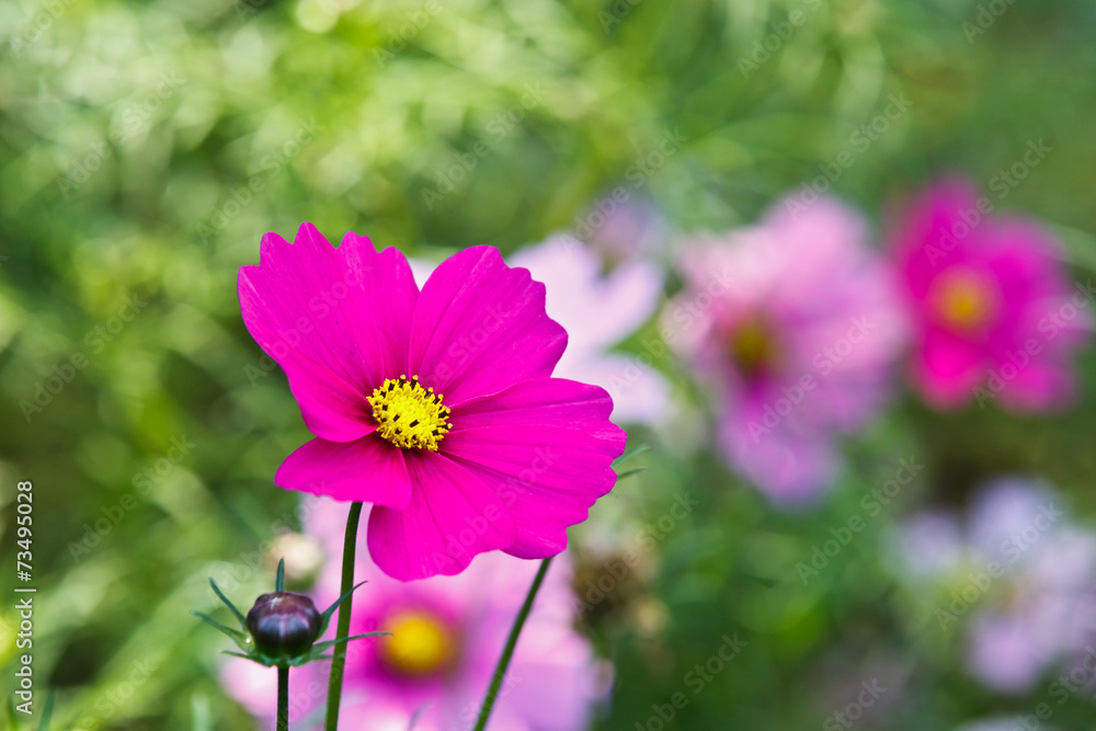 Chrysanthemums bloom in the garden