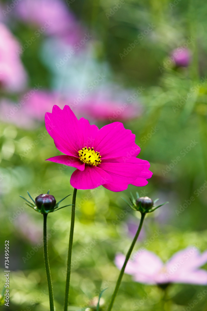 菊花在花园里绽放