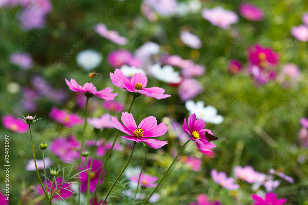 菊花在花园里绽放