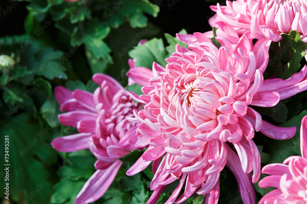 Chrysanthemums bloom in the garden