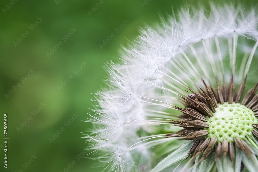 dandelion macro