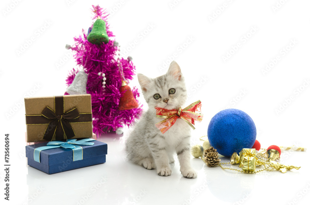 Cute tabby kitten with present