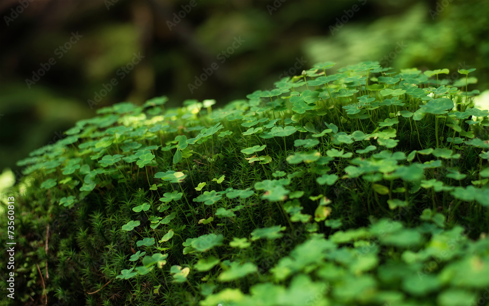 夏季森林中的草。自然背景